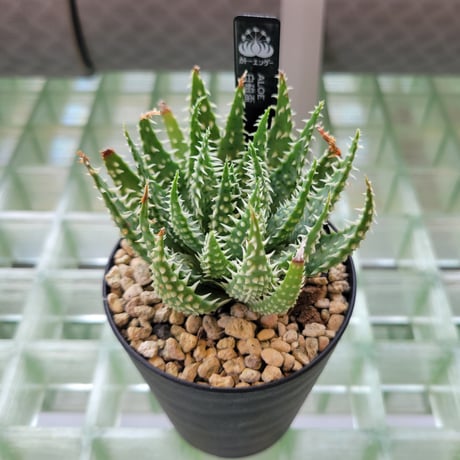 ALOE 白磁盃
