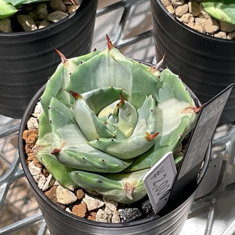 AGAVE 王妃雷神錦