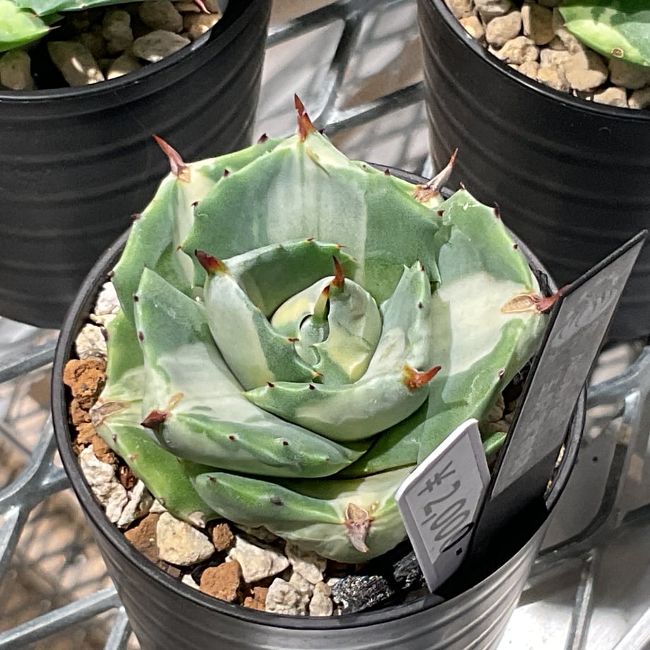 68e61dd56dd9a900479c88fb