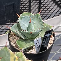 AGAVE ISTHMENSIS 甲蟹交種