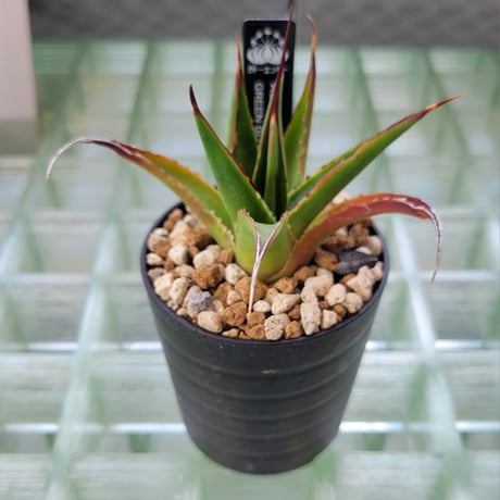 AGAVE GREEN GLOW