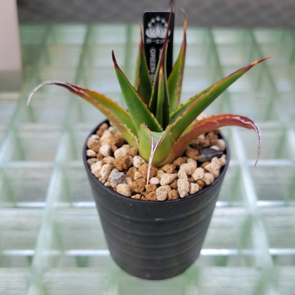 AGAVE GREEN GLOW | カトーエンゲー東京