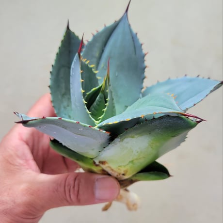 AGAVE PARRYI 姫吉祥天