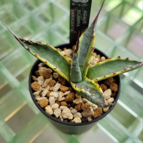 AGAVE SCABRA VARIEGATA