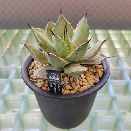 AGAVE POTATORUM 石化