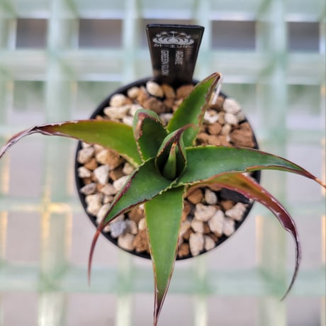AGAVE GREEN GLOW