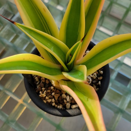 AGAVE DESMETTIANA GOLD MARGIN