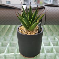 AGAVE GREEN GLOW × BIZEN NO HACHI