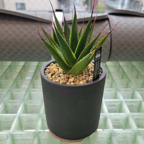 AGAVE GREEN GLOW × BIZEN NO HACHI