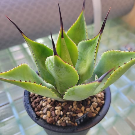 AGAVE BLUE FLAME×ISTHMENSIS(BFI)
