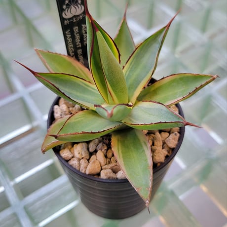 AGAVE BURNT BURGUNDY VARIEGATA