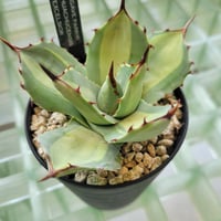 AGAVE PARRYI HUACHUCENSIS EXCELSIOR