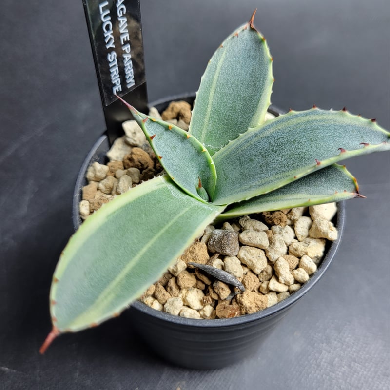 AGAVE PARRYI LUCKY STRIPE | カトーエンゲー東京