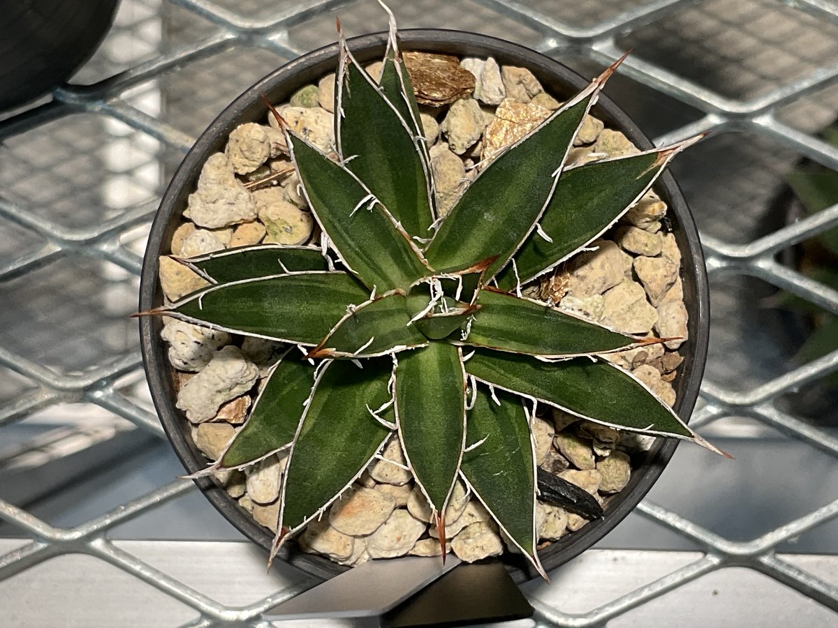AGAVE SCHIDIGERA SUN DANCE | カトーエンゲー東京
