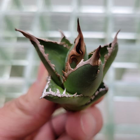 AGAVE 帝釈天