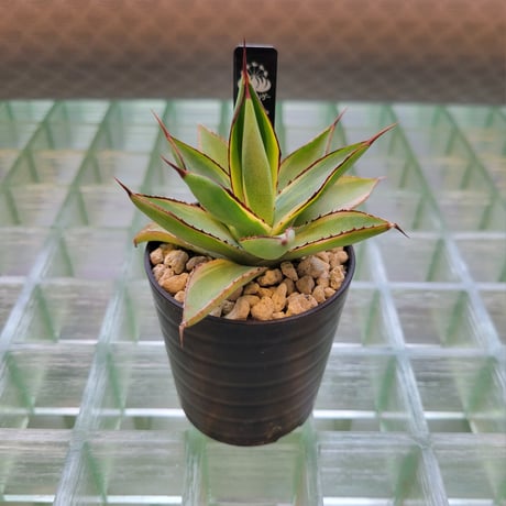 AGAVE BURNT BURGUNDY VARIEGATA