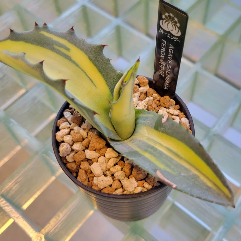 AGAVE SALMIANA FEROX 黄中斑 | カトーエンゲー東京