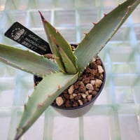 AGAVE MACROACANTHA 連刺タイプ