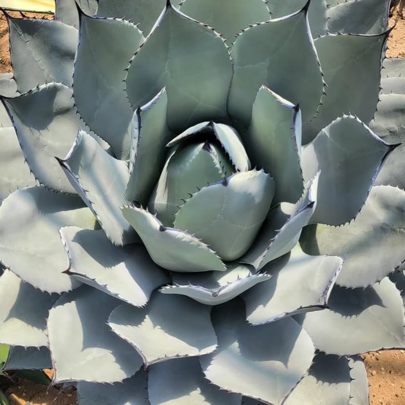 AGAVE PARRYI HUACHUCENSIS 吉祥天 | カトーエンゲー東京