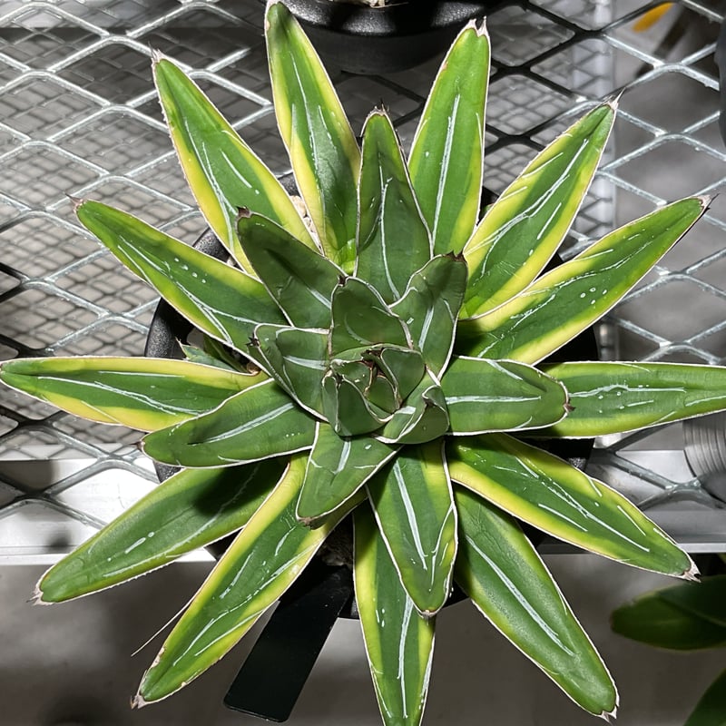 ACAVE 笹の雪 フランスアイボリー | カトーエンゲー東京