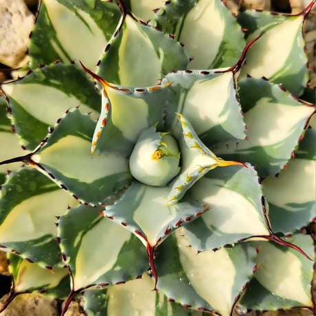 AGAVE POTATORUM SOUTH POLE