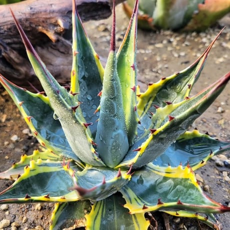 AGAVE MONTANA TIFFANY