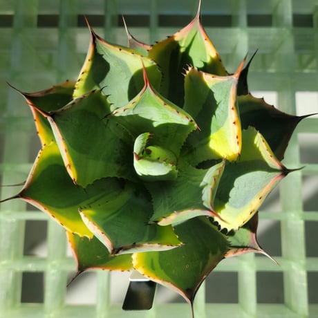 AGAVE POTATORUM 雷神季節冴え覆輪