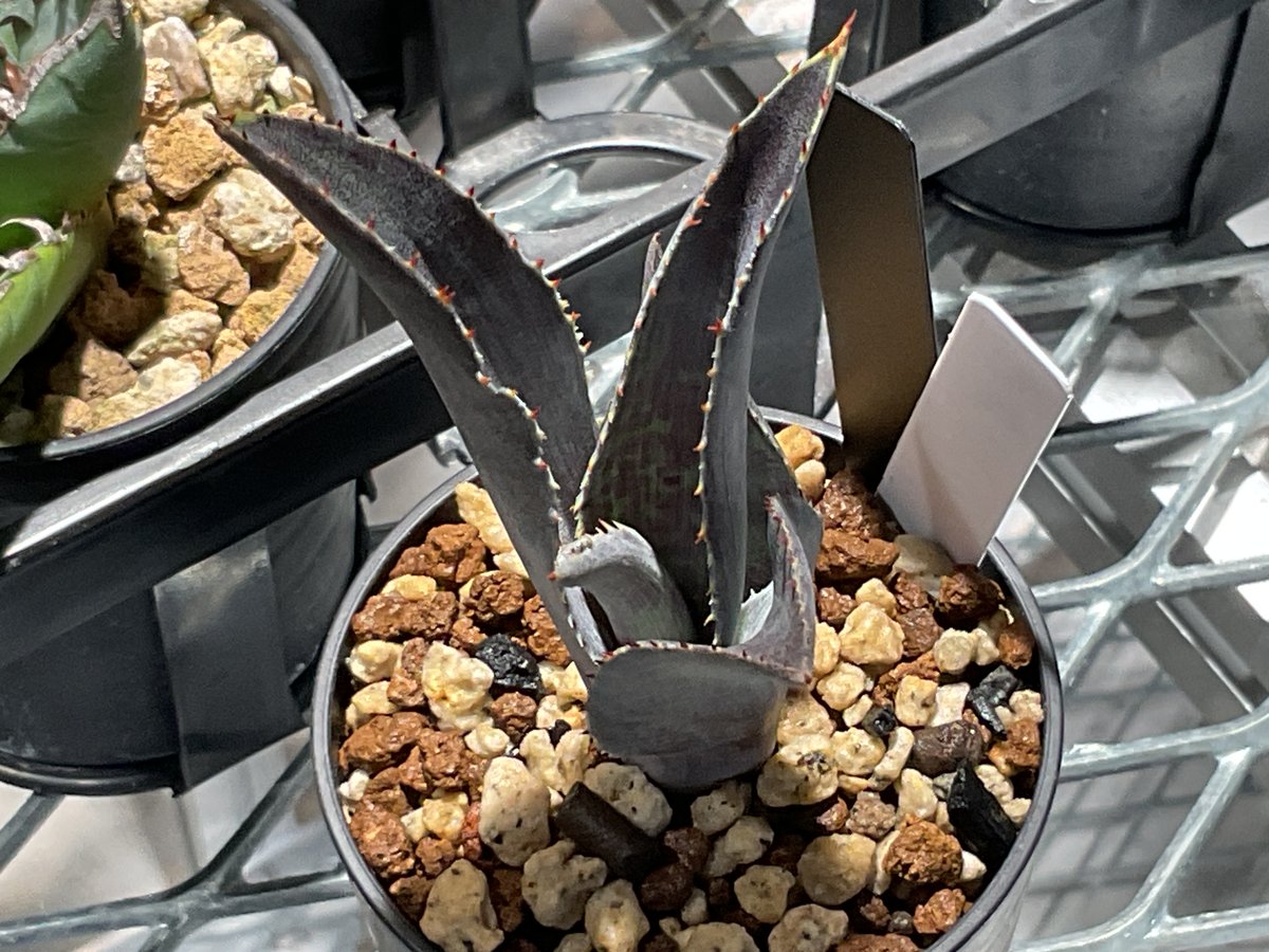 MANGAVE NIGHT OWL | カトーエンゲー東京