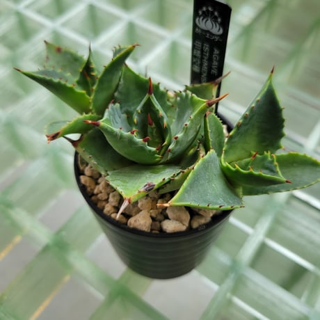 AGAVE ISTHMENSIS 甲蟹交種