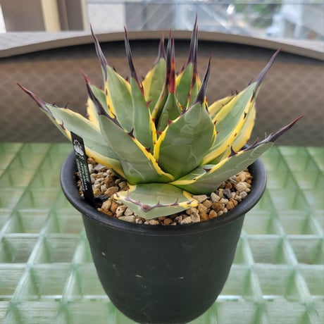AGAVE APPLANATA CREAM SPIKE