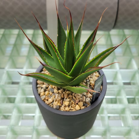 AGAVE GREEN GLOW × BIZEN NO HACHI