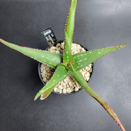 ALOE ERYTHROPHYLLA HYBRID