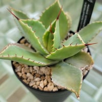 AGAVE ISTHMENSIS ×(COLORATA×ISTHMENSIS) N PLANTS