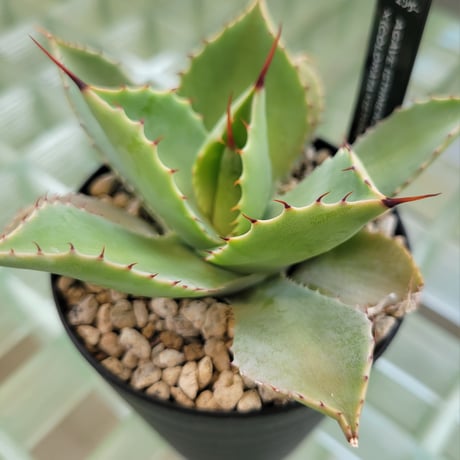 AGAVE ISTHMENSIS ×(COLORATA×ISTHMENSIS) N PLANTS