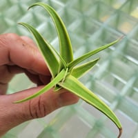 AGAVE BRACTEOSA STINGRAY