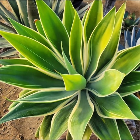 AGAVE ATTENUATA RAY OF LIGHT