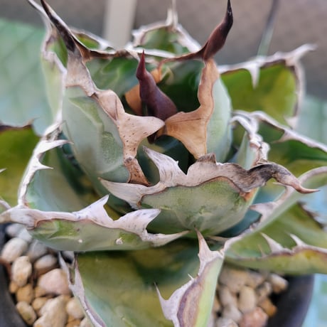 AGAVE TITANOTA B.B.