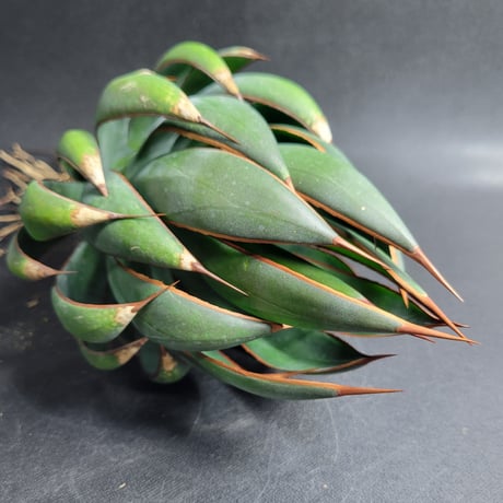 MANGAVE OCAHUI HYBRID L