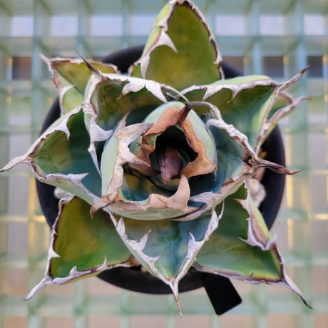 AGAVE TITANOTA B.B.