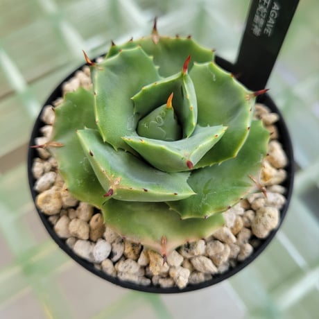AGAVE 王妃雷神(アオ)