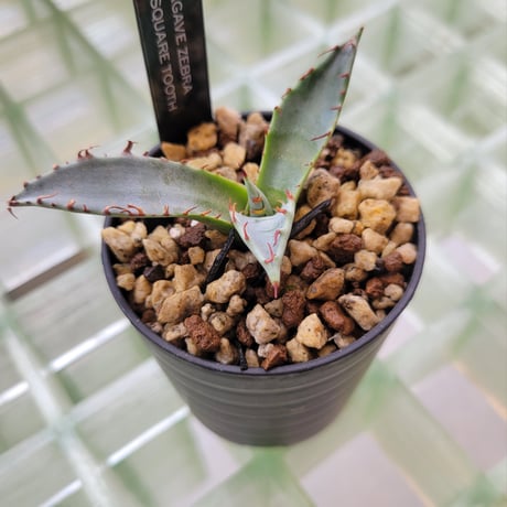 AGAVE ZEBRA SQUARE TOOTH