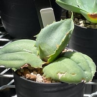 AGAVE MARMORATA PAPILIO PLATANOIDES