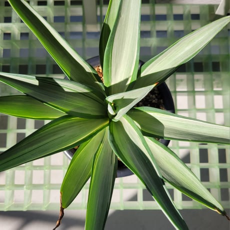 AGAVE DESMETTIANA QUICK SILVER