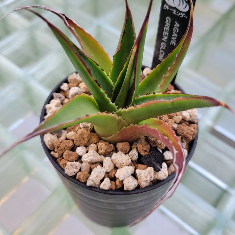 アガベ Agave ' Glow' 296 AGAVE GREEN GLOW | カトーエンゲー東京