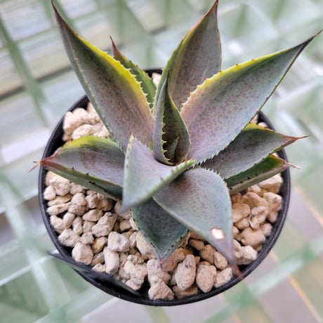 MANGAVE PURPLICIOUS VARIEGATA