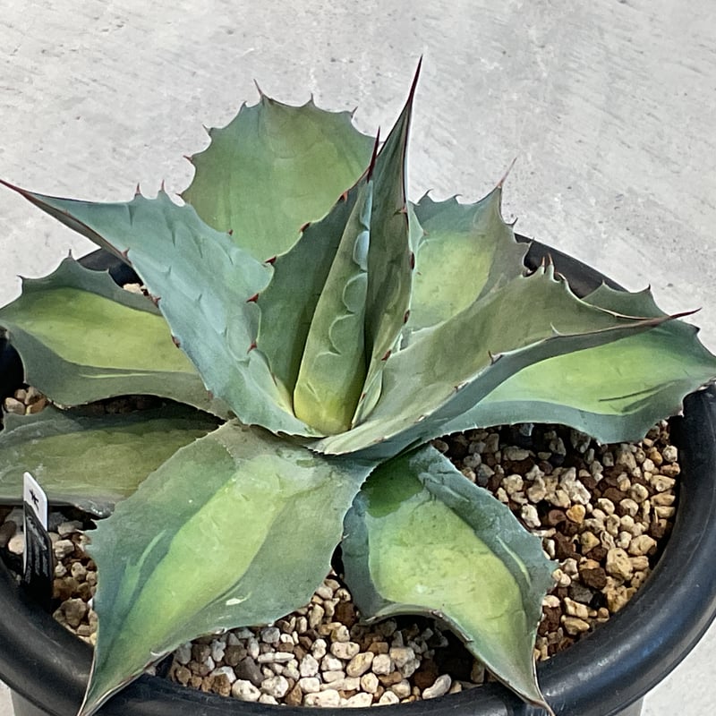 AGAVE OVATIFOLIA AWAKENING ANGEL | カトーエンゲー東京