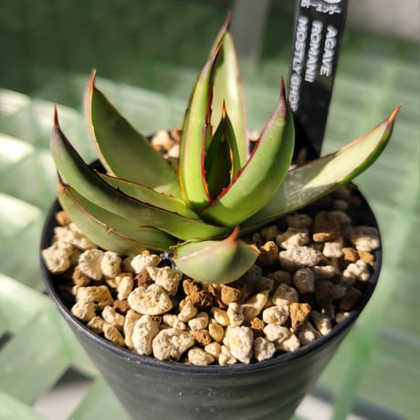AGAVE ROMANII MOSTLY GHOSTLY