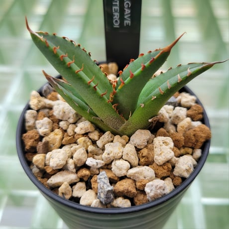 CATEGORY AGAVE | カトーエンゲー東京