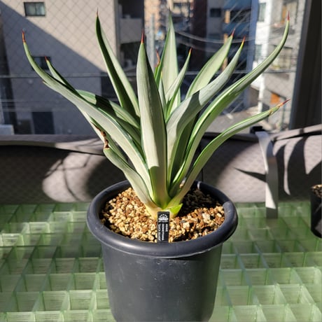 AGAVE DESMETTIANA QUICK SILVER