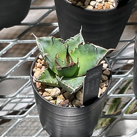 カトーエンゲー東京